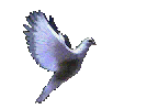 DOVE3.gif (35305 bytes)