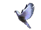 Dove21[1].gif (35524 bytes)